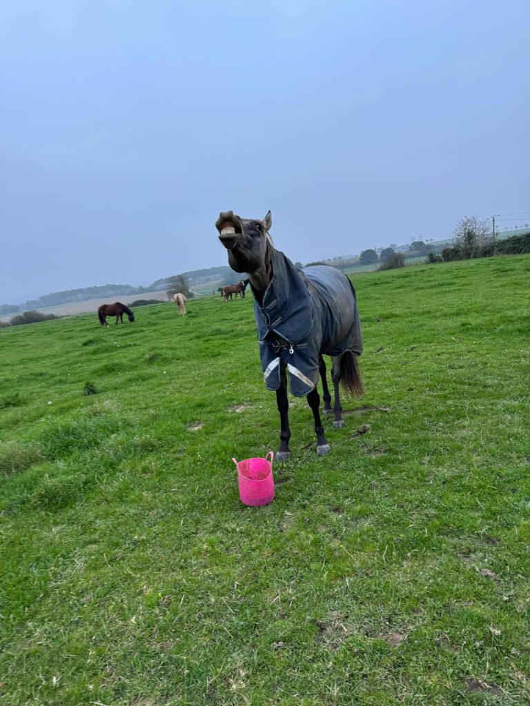 Cheval en couverture tirant une grimace dans un champ du Val-d’Oise, à côté d’un seau rose