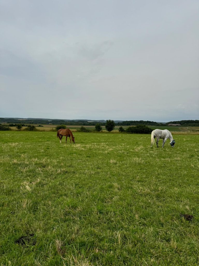 Cheval blanc et cheval alezan broutant dans un pré de la pension cheval Val-d’Oise
