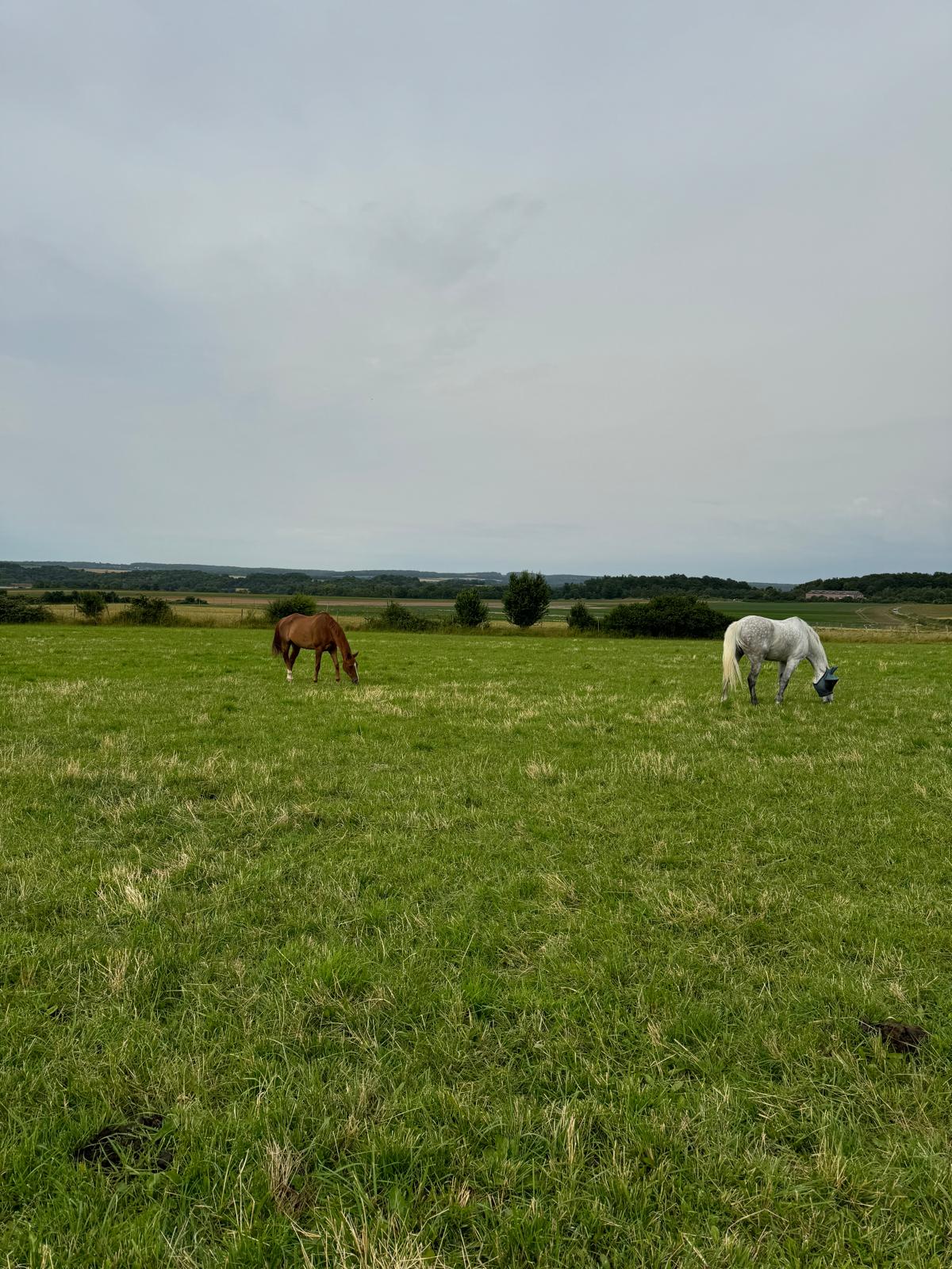 Deux chevaux profitent d’un pré spacieux au sein de notre pension pour chevaux dans le Val-d'Oise.