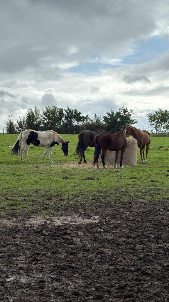Chevaux en pâture autour d’un ballot de foin dans une pension cheval du Val-d’Oise