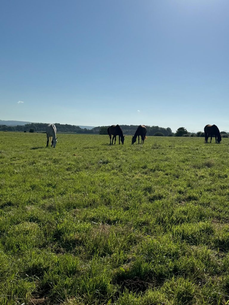 Chevaux en pâture dans une pension cheval du Val-d’Oise sous un ciel bleu