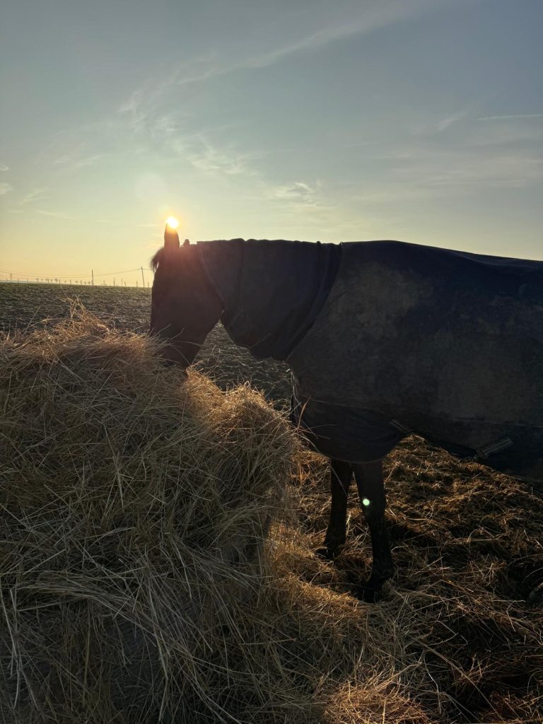 Cheval en couverture mangeant du foin au lever du soleil dans une écurie du Val-d’Oise