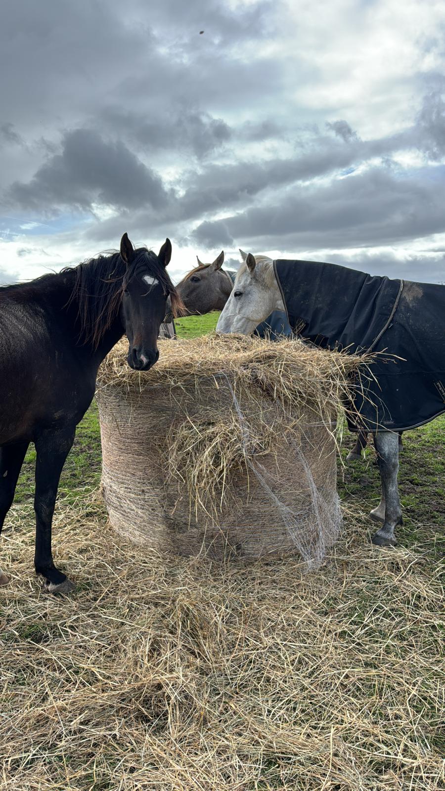 Repas au champ pour les chevaux